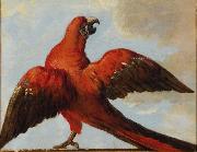 Jean Baptiste Oudry Parrot with Open Wings USA oil painting artist
